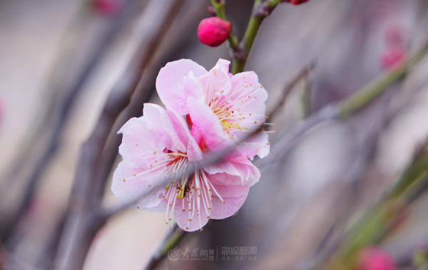 Plum blossoms at Nanshan Mountain Park