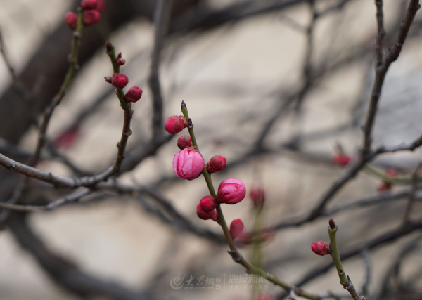 Plum blossoms at Nanshan Mountain Park