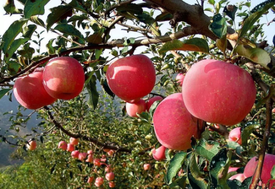 Yantai apples