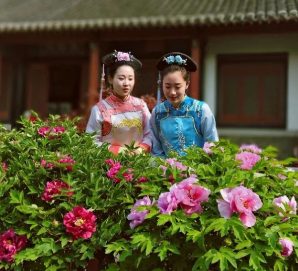 Peony flowers bring Yantai's ancient manor to life