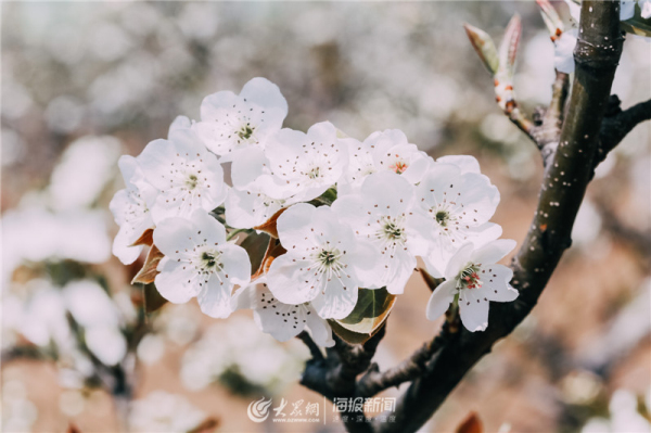 Admire snow-white pear blossoms in Laiyang, Yantai