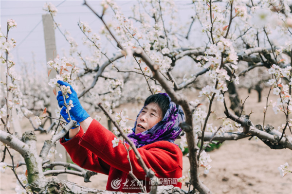 Admire snow-white pear blossoms in Laiyang, Yantai