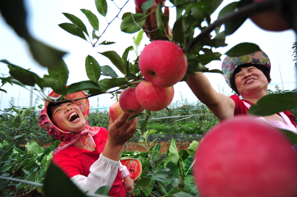 Online sale event promotes Qixia apples