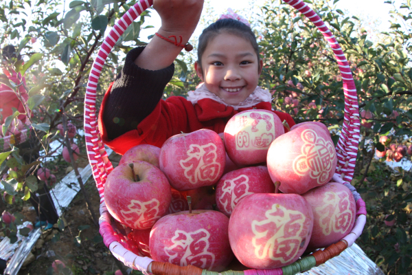 Online sale event promotes Qixia apples