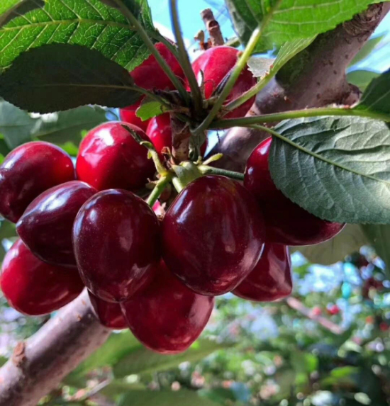 Yantai opens flights in May to transport cherries