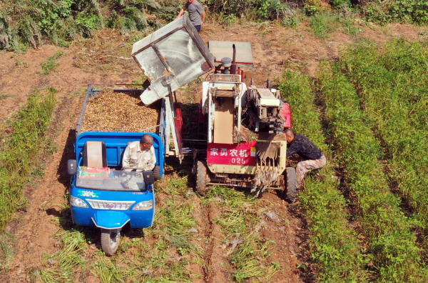 Farmers welcome harvest season in Yantai