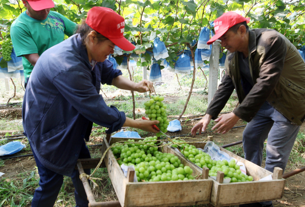 Farmers welcome harvest season in Yantai