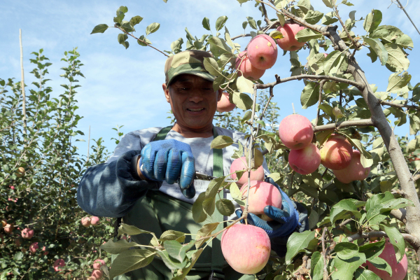 Farmers welcome harvest season in Yantai