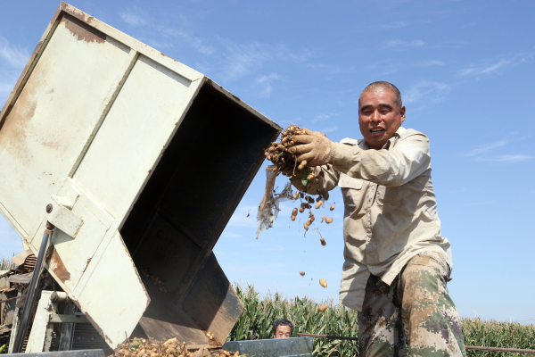 Farmers welcome harvest season in Yantai
