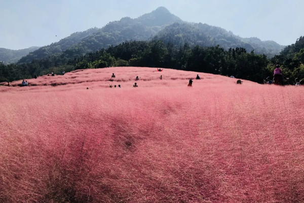 Pink fields of muhly grass appear on Kunyu Mountain