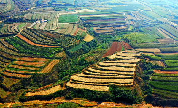 In pics: Colorful palette of autumn fields in Yantai