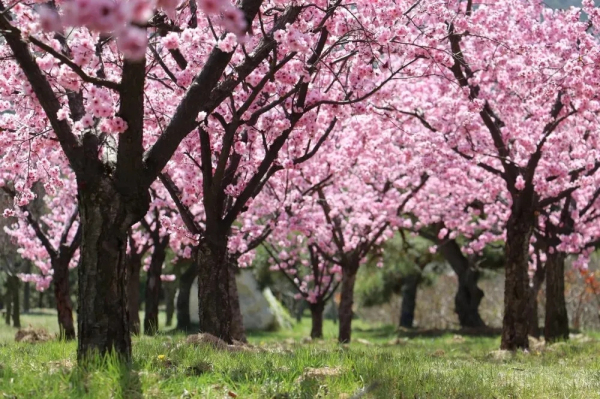 Take a spring tour at Nanshan Mountain