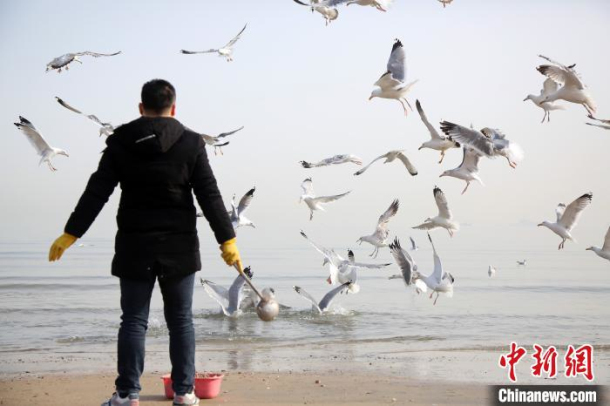 Seagulls foraging captured in photos