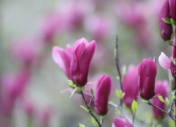 Places to admire magnolia flowers in Yantai