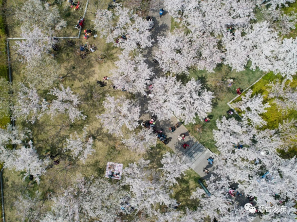 Cherry flowers bloom on Yangma Island