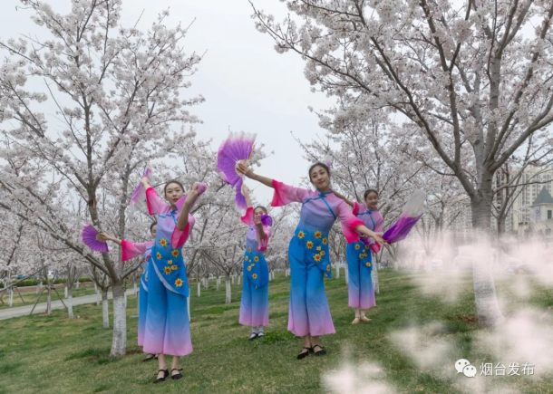 Cherry flowers bloom on Yangma Island