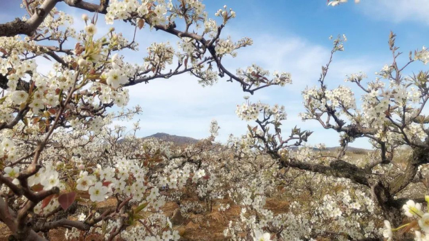 Pear flowers draw tourists to Yantai village
