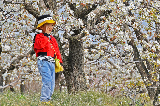 Pear flowers draw tourists to Yantai village