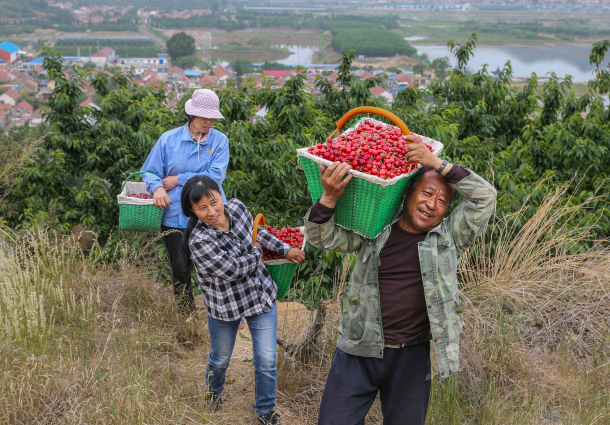 Yantai embraces harvest season of cherries