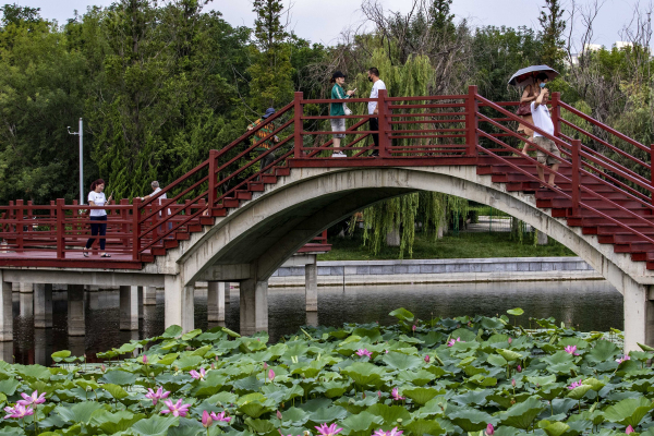 Lotus flowers in full bloom at Penglai wetland park