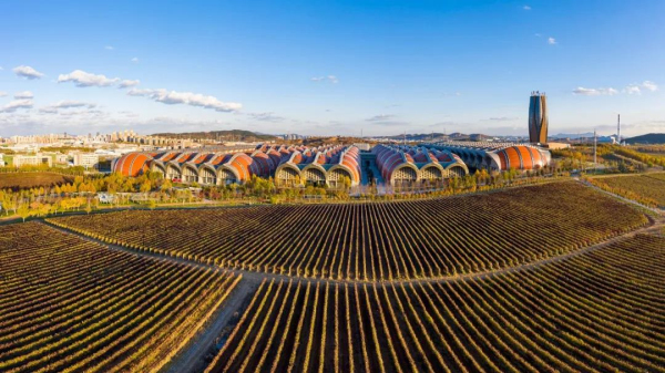 Changyu grape plantation offers picturesque views in winter