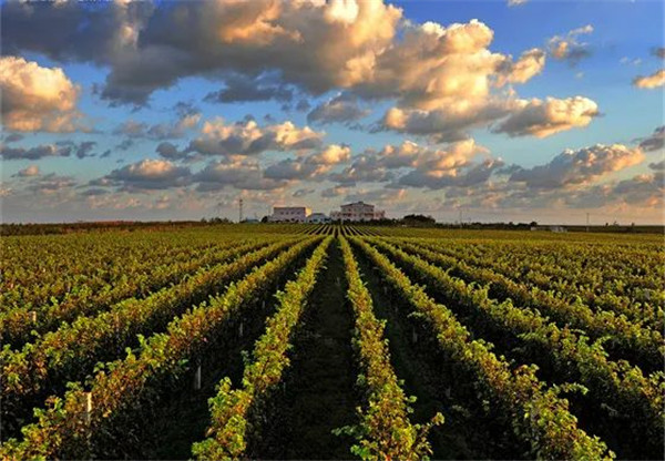 Rural tourism revitalizes Yantai