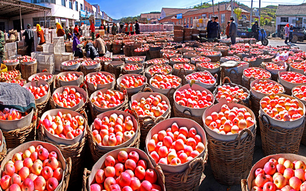 Apples bring prosperity to Yantai