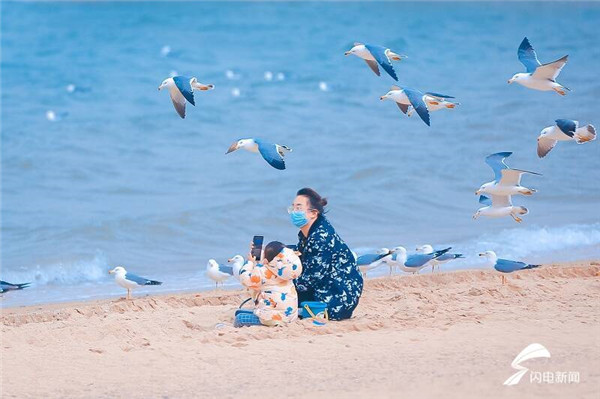 Flocks of seagulls forage, nest in Yantai