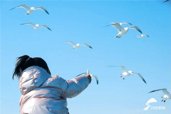 Flocks of seagulls forage, nest in Yantai