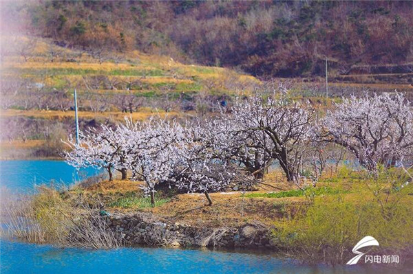 In pics: Appreciate blooming apricot flowers in Yantai village