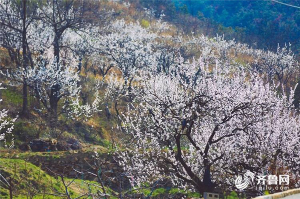 In pics: Appreciate blooming apricot flowers in Yantai village