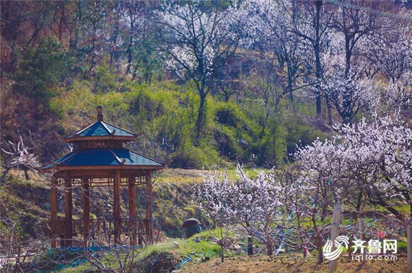 In pics: Appreciate blooming apricot flowers in Yantai village