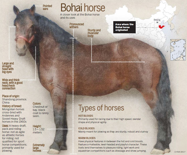 Saving the Bohai horse