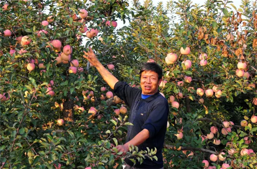 Yantai embraces a bumper crop of apples