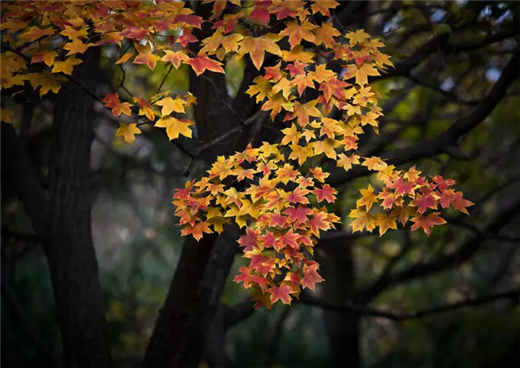 Autumn magic in Yantai