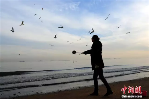 Seagulls in Yantai attract tourists