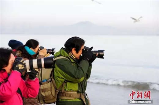 Seagulls in Yantai attract tourists