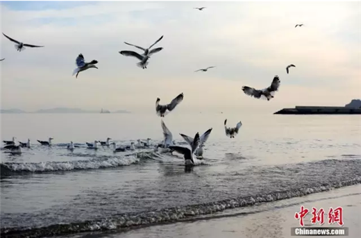 Seagulls in Yantai attract tourists