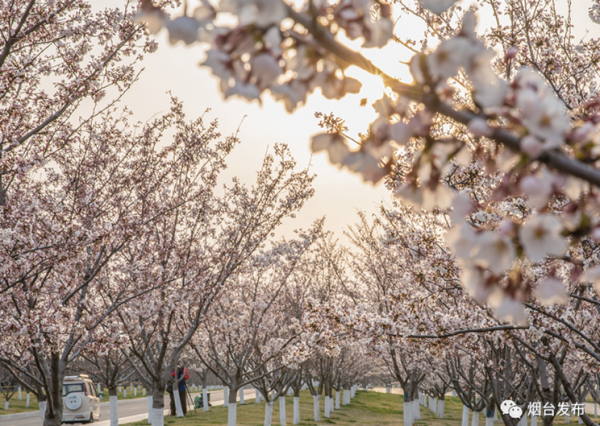 In pics: Cherry blossoms burst to life in Yantai