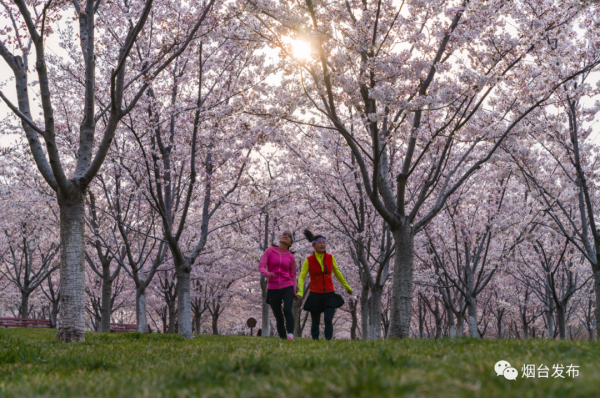 In pics: Cherry blossoms burst to life in Yantai