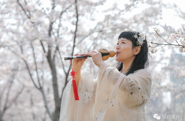 In pics: Cherry blossoms burst to life in Yantai