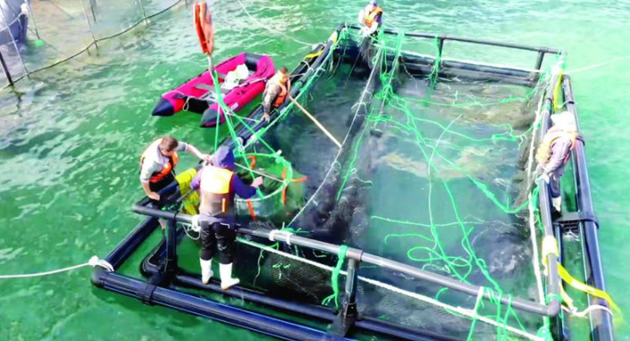 Yantai deep-sea smart cage starts fish harvest season