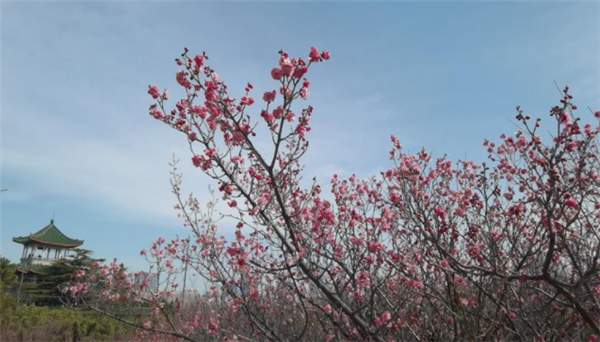 Plum blossoms decorate Nanshan Mountain in Yantai