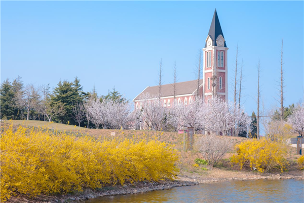 Blooming cherry blossoms bring spring to Yantai