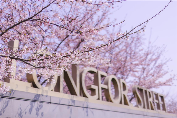 Blooming cherry blossoms bring spring to Yantai