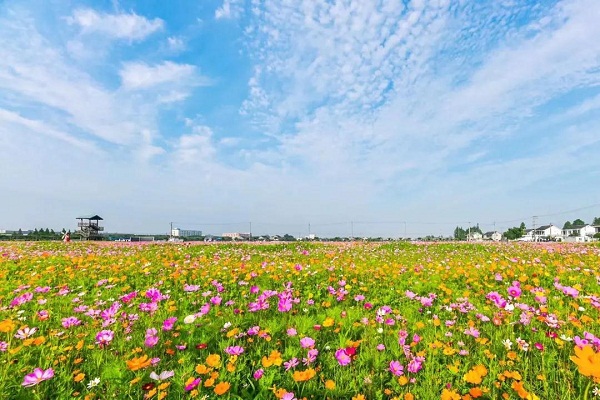 Glorious flowers blossom in Huating town