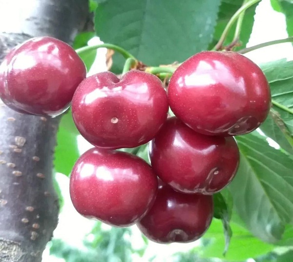Ripe cherries hit shelves in Juyuan
