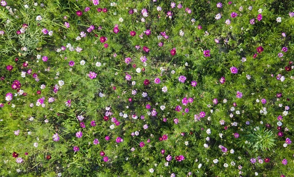 Blooming perennial coreopsis color Jiading in early summer