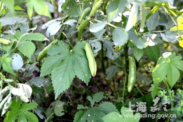 Jiading white beans appear on the market