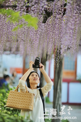 Wisteria blossoms delight visitors